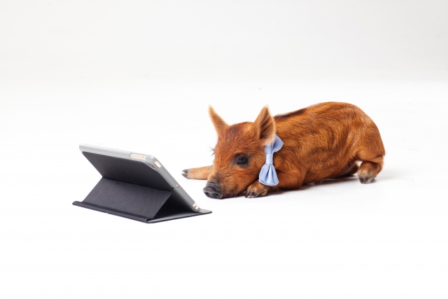 ネットで検索するミニブタ